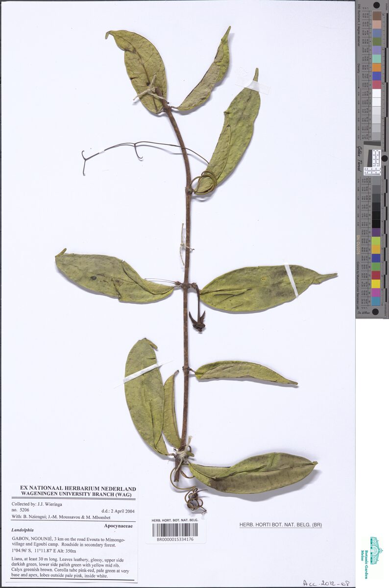 Landolphia violacea — photo