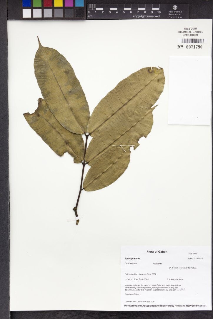 Landolphia violacea