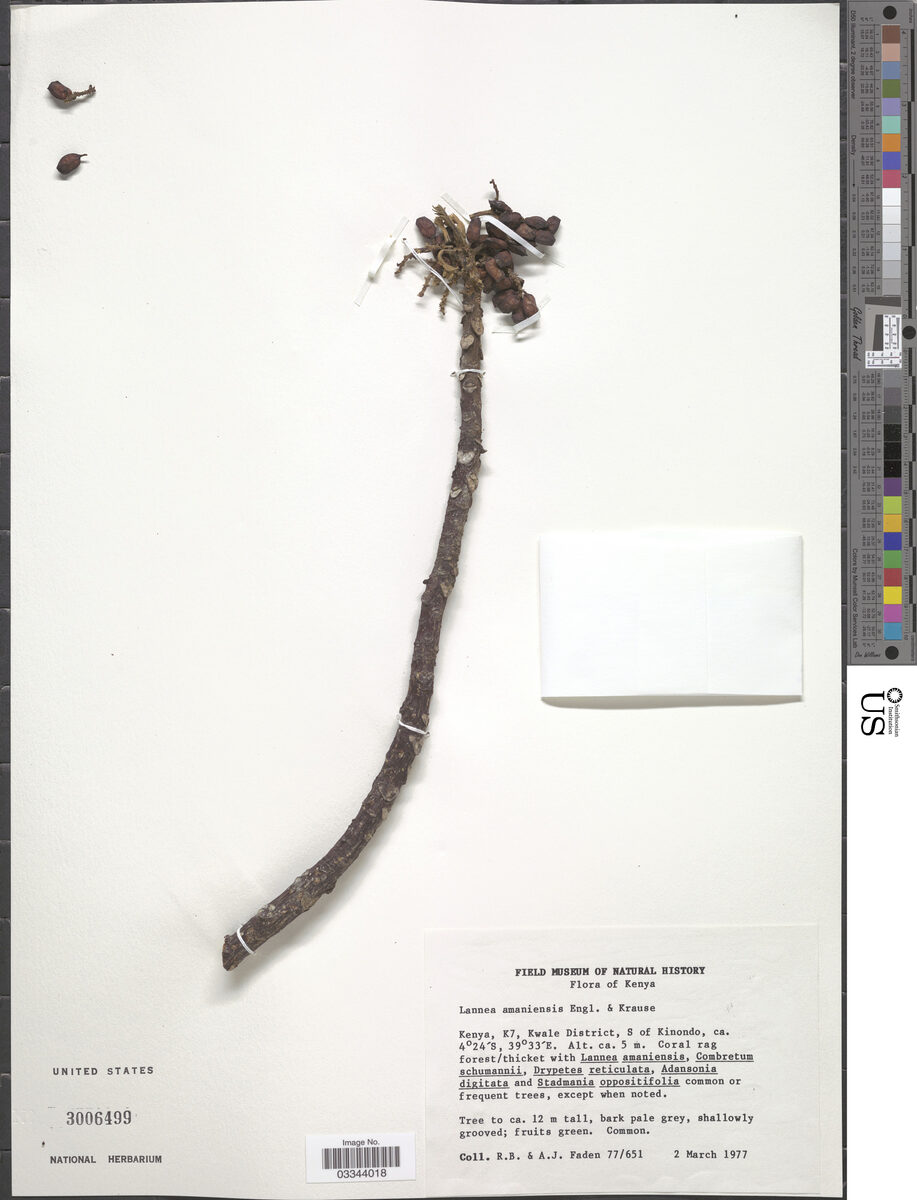 Lannea amaniensis — photo