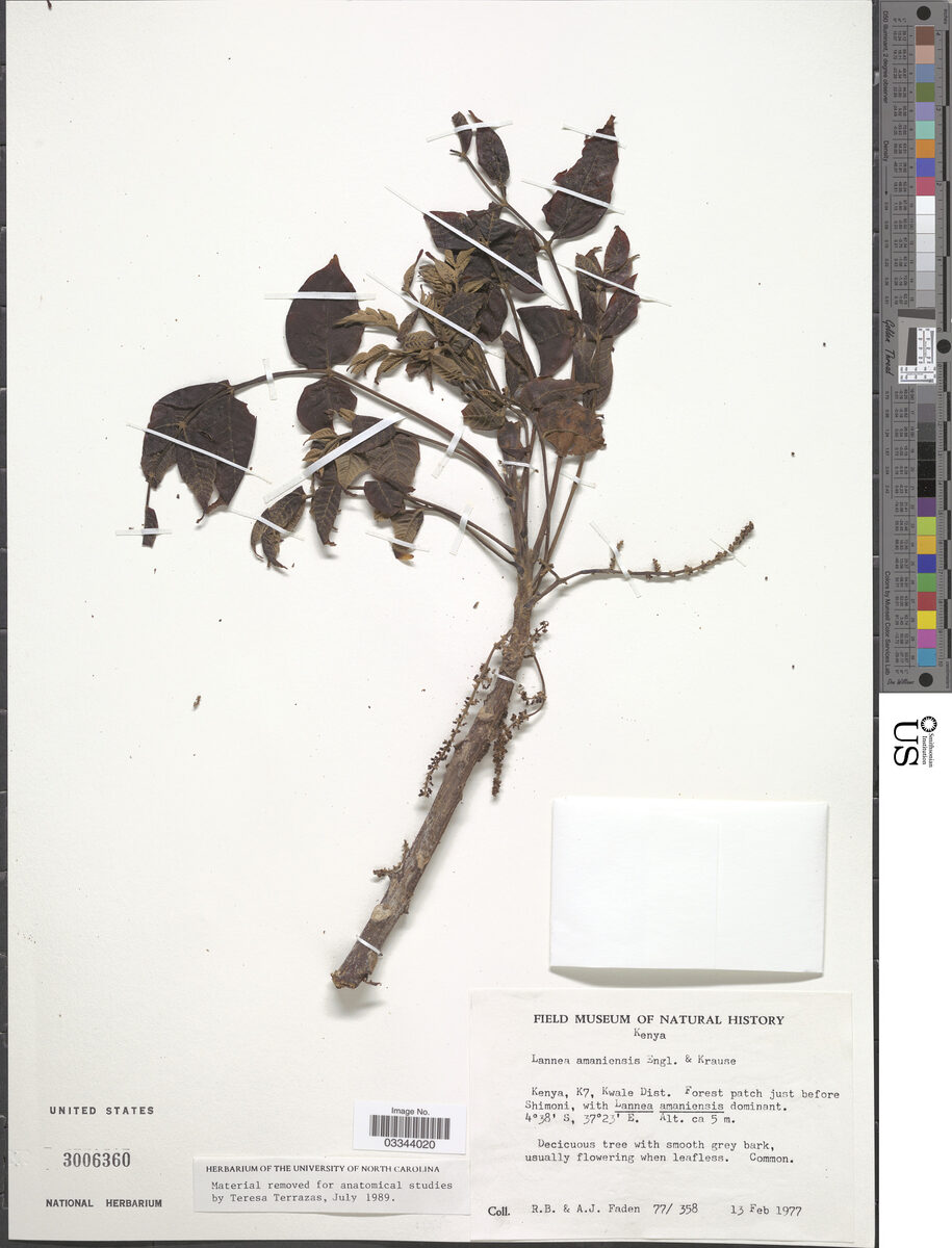Lannea amaniensis
