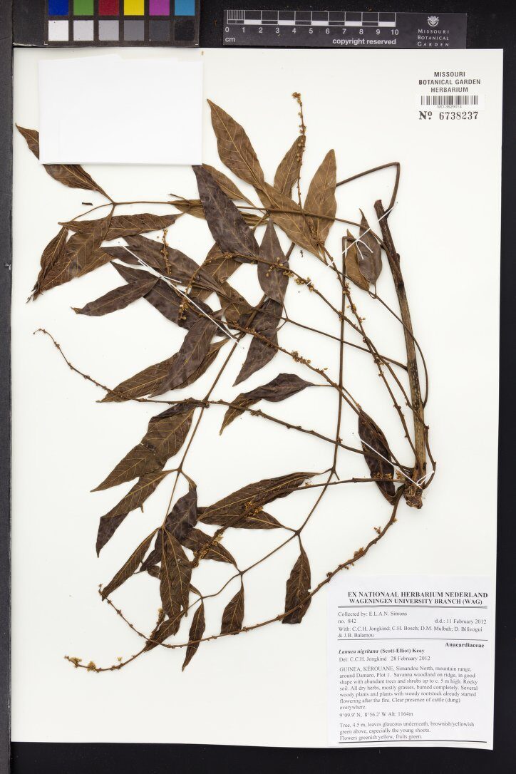 Lannea nigritana — photo