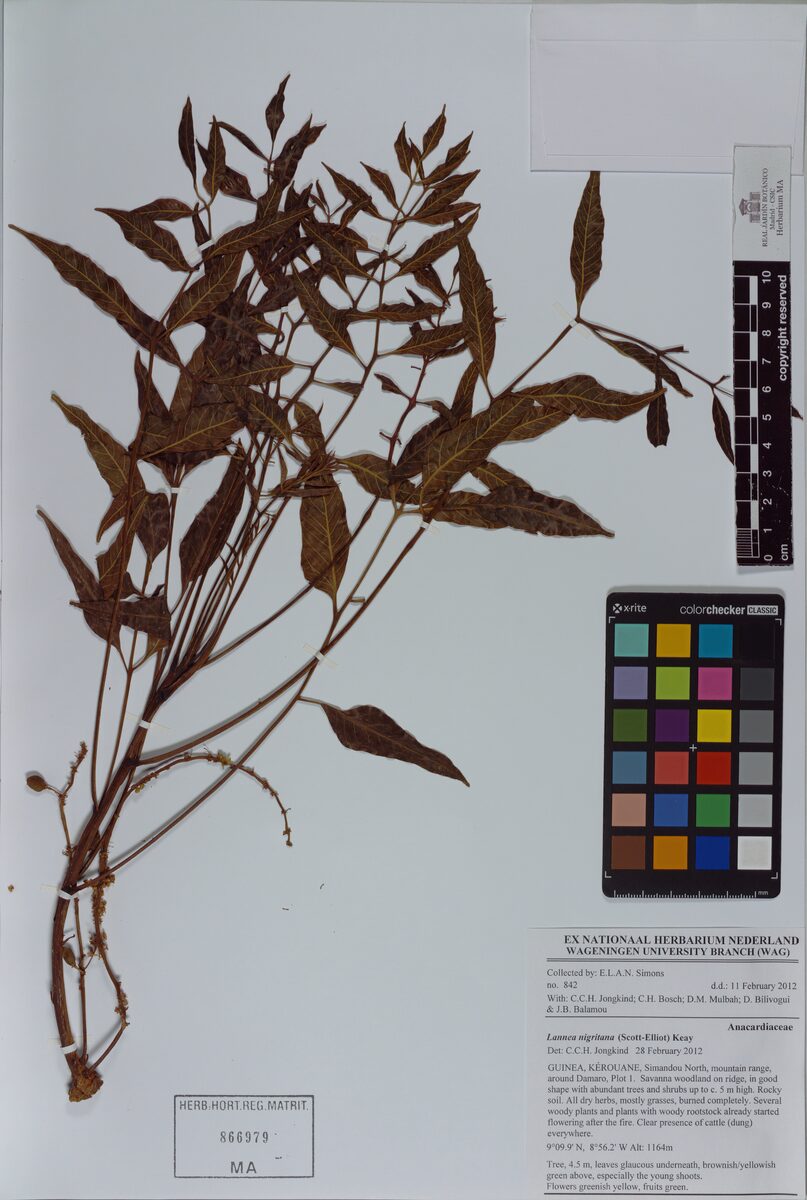 Lannea nigritana