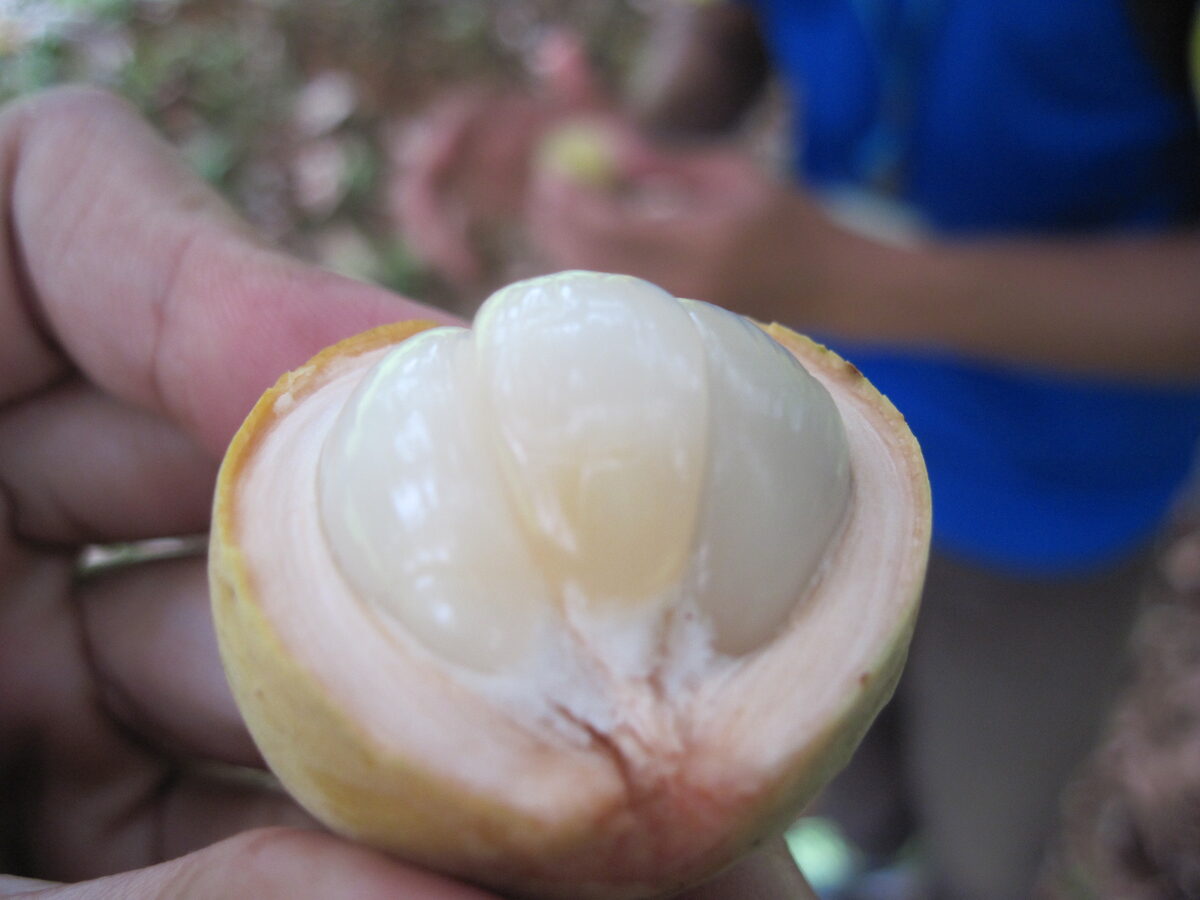 Lansium domesticum (Langsat) — photo