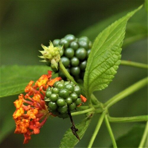 Lantana camara (Wild Sage) — photo