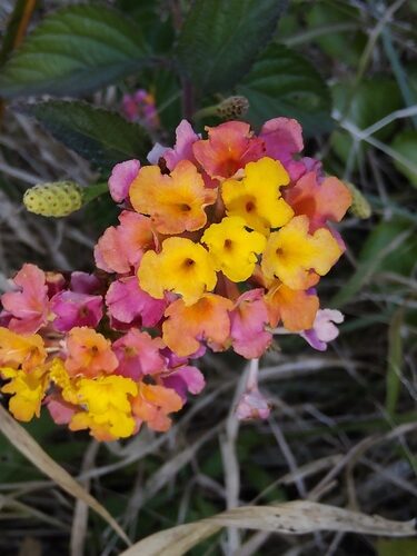Lantana camara (Wild Sage) — photo