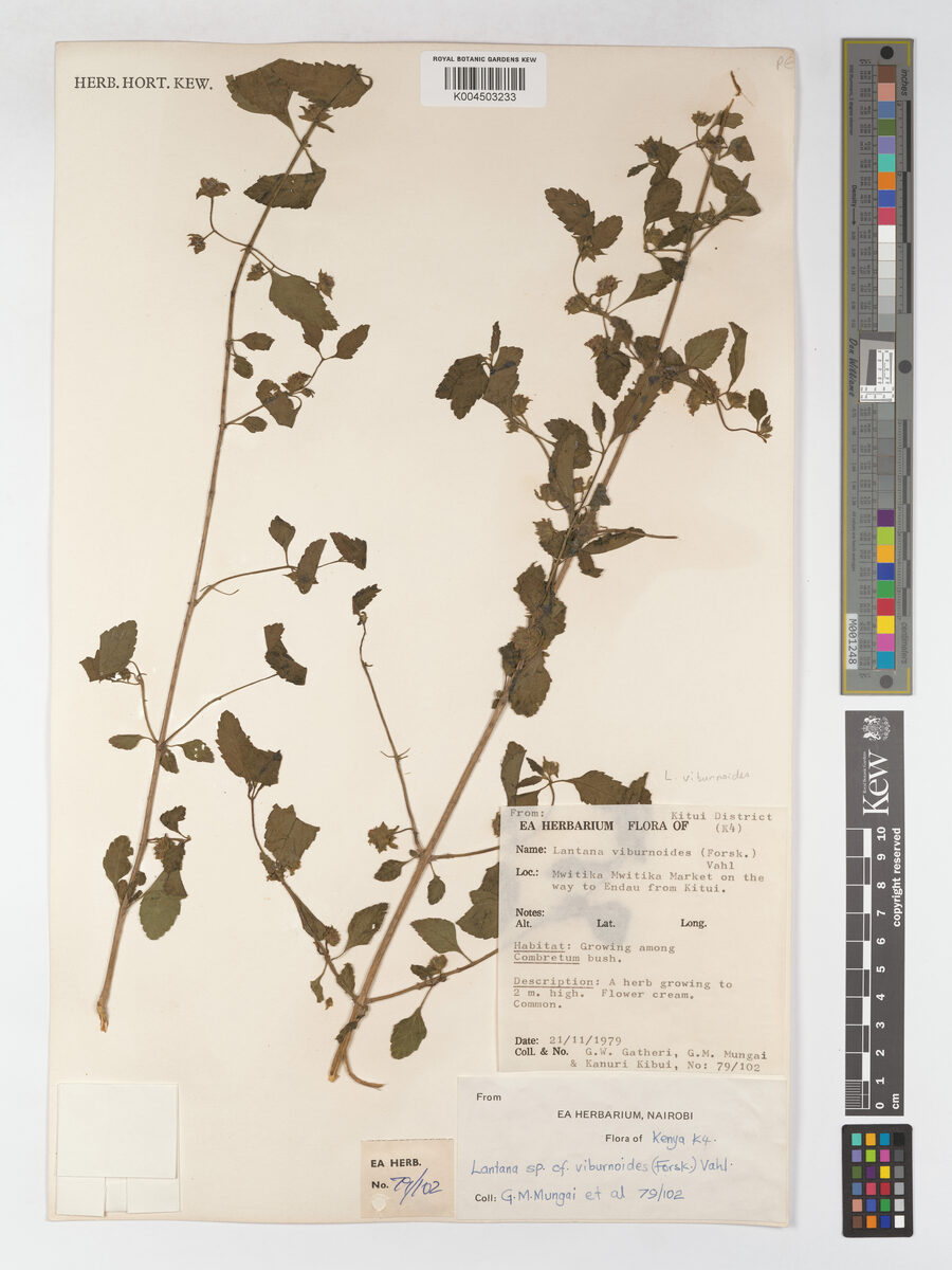 Lantana humuliformis — photo