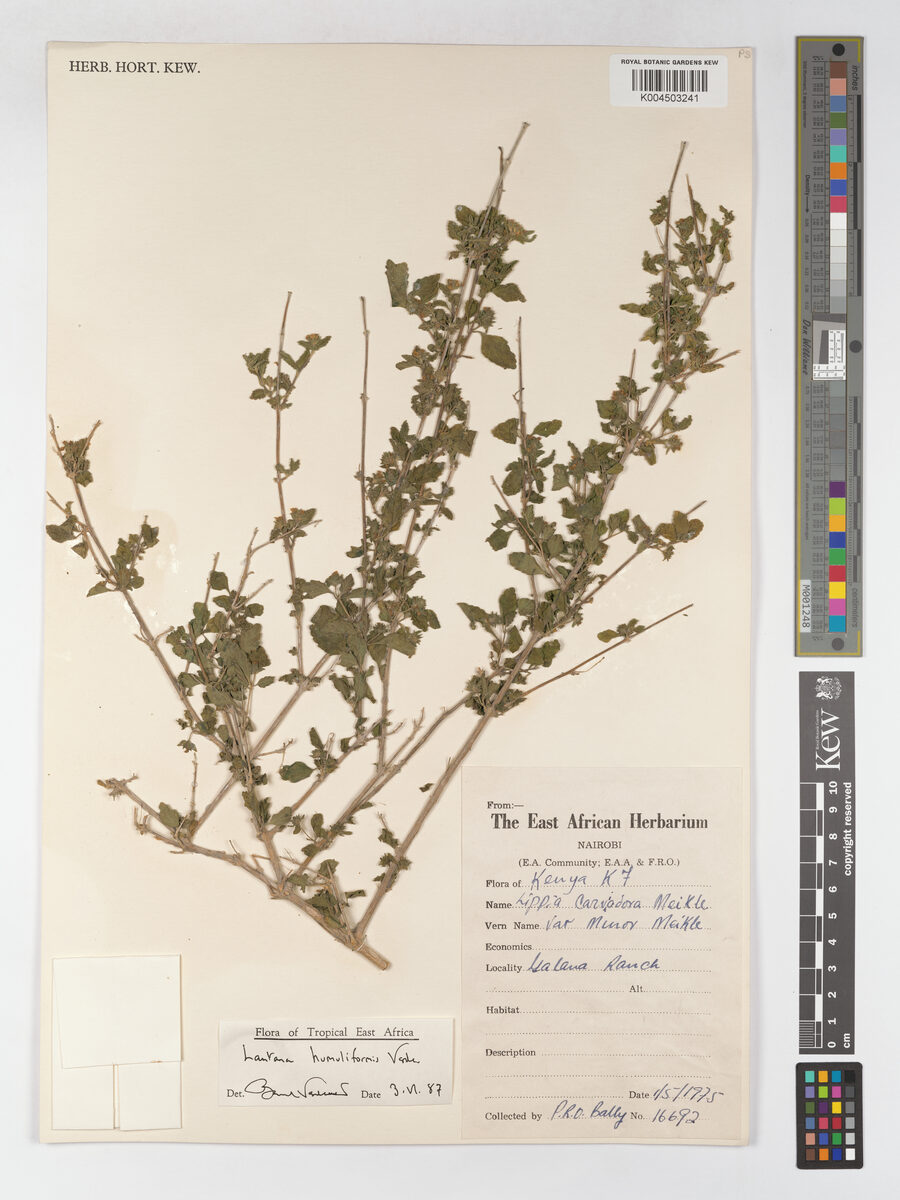 Lantana humuliformis — photo