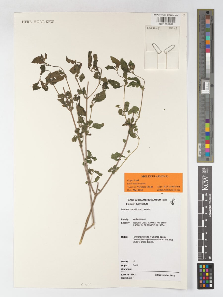 Lantana humuliformis