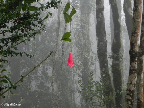 Lapageria rosea (Chilean Bellflower) — photo
