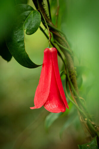 Lapageria rosea (Chilean Bellflower) — photo