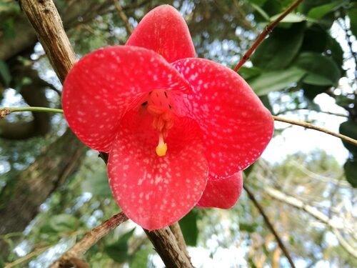 Lapageria rosea