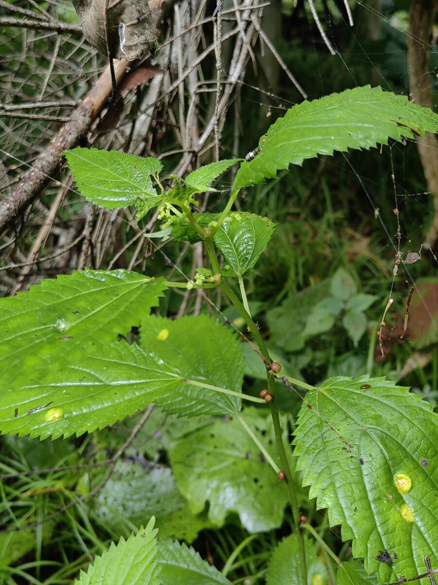 Laportea bulbifera - (Siebold.&Zucc.)Weddel. — photo