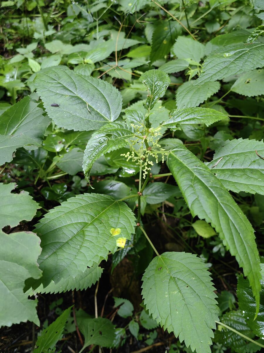 Laportea bulbifera - (Siebold.&Zucc.)Weddel. — photo