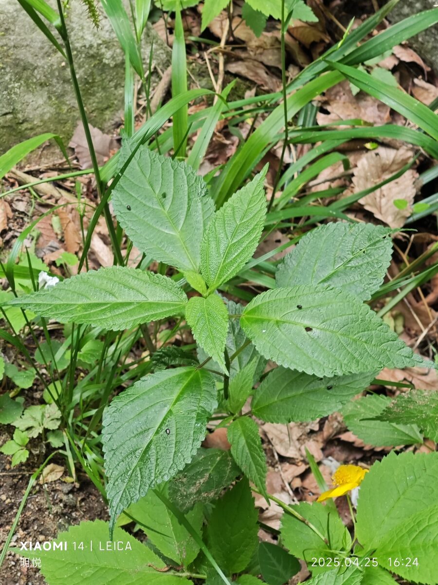 Laportea bulbifera - (Siebold.&Zucc.)Weddel.