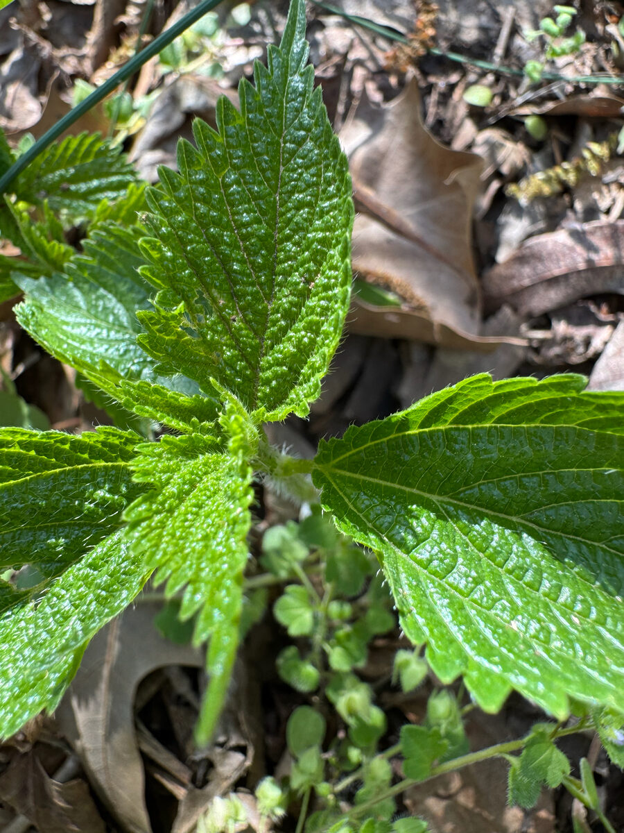 Laportea canadensis - (L.)Wedd. (Canadian Wood Nettle) — photo