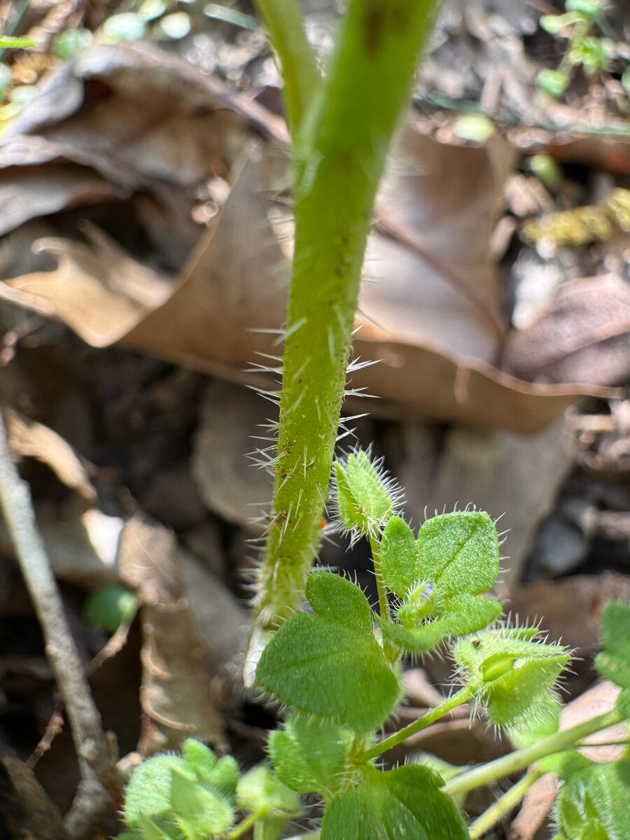 Laportea canadensis - (L.)Wedd. (Canadian Wood Nettle) — photo