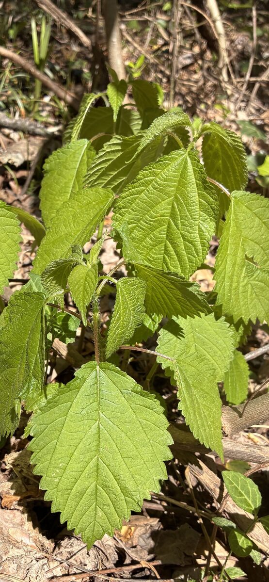Laportea canadensis - (L.)Wedd.