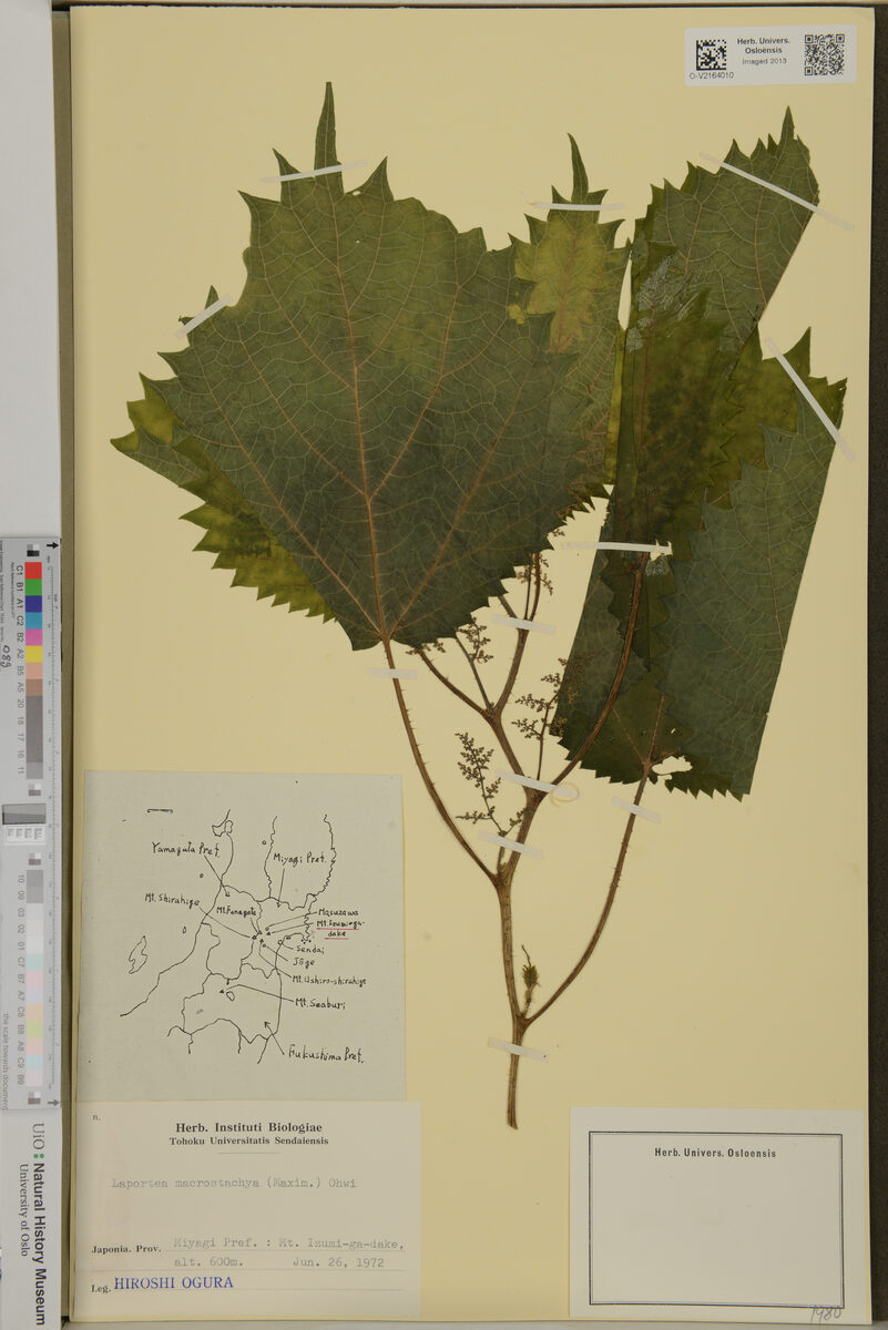 Laportea macrostachya - (Maxim.)Ohwi. — photo