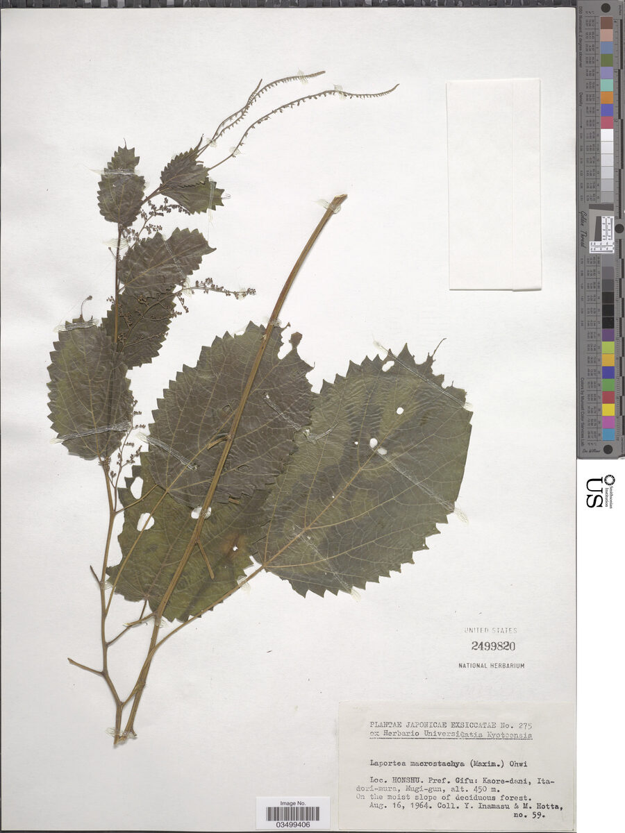 Laportea macrostachya - (Maxim.)Ohwi. — photo