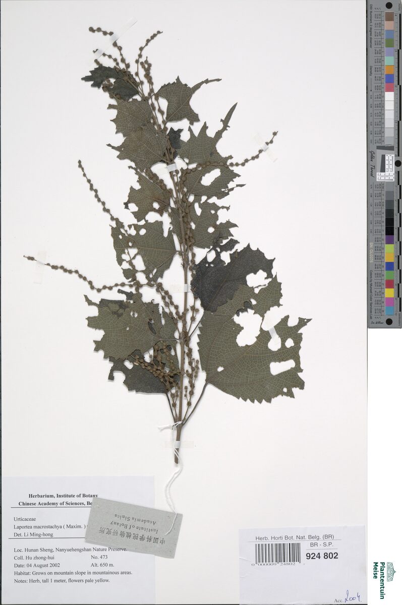 Laportea macrostachya - (Maxim.)Ohwi.