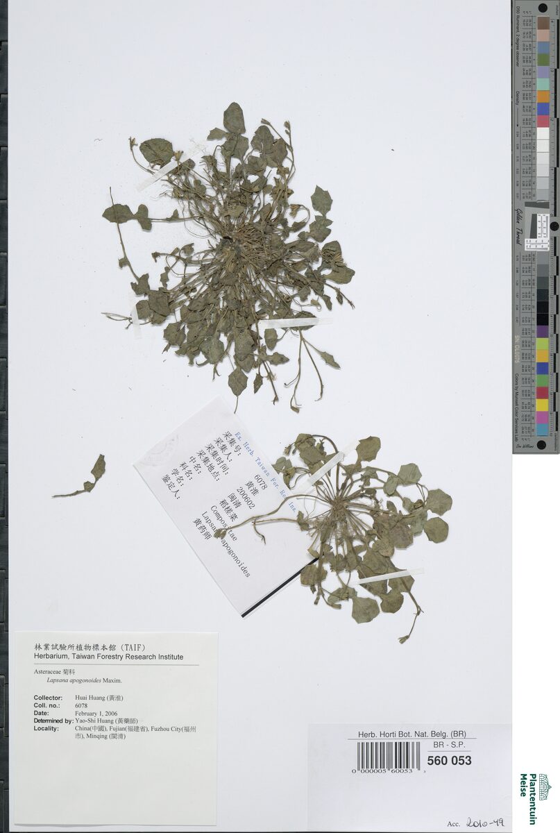 Lapsana apogonoides