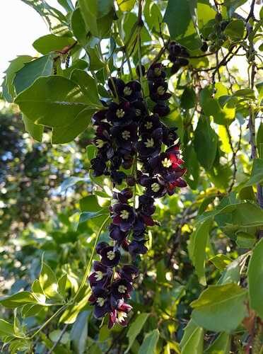 Lardizabala biternata (Zabala Fruit) — photo
