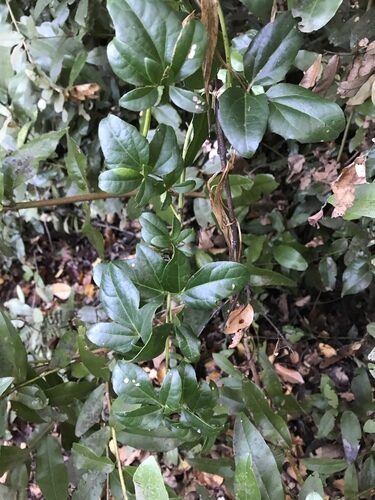 Lardizabala biternata (Zabala Fruit) — photo