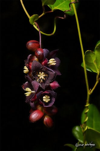 Lardizabala biternata