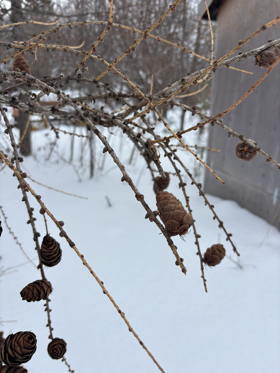 Larix laricina - (Du Roi.)K.Koch. (Tamarack) — photo
