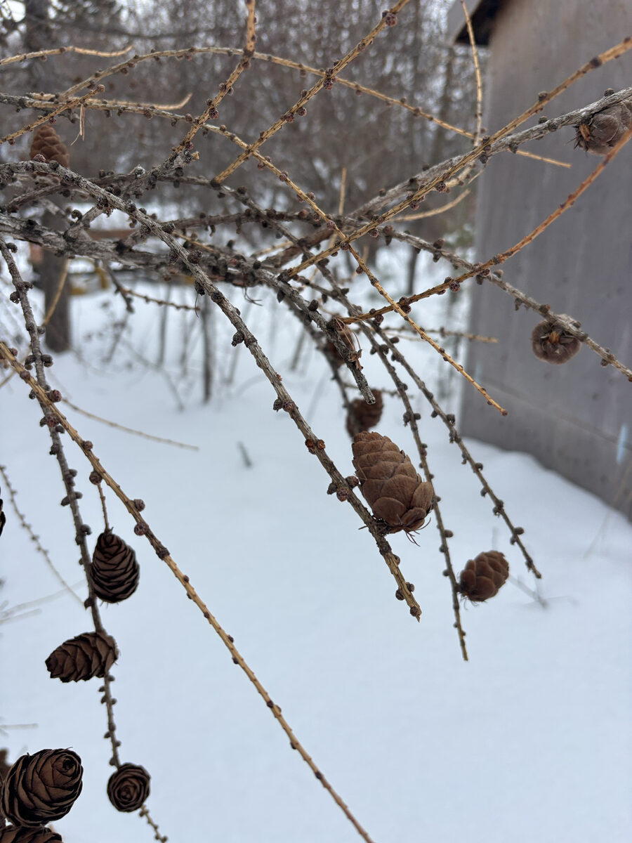 Larix laricina - (Du Roi.)K.Koch. (Tamarack) — photo
