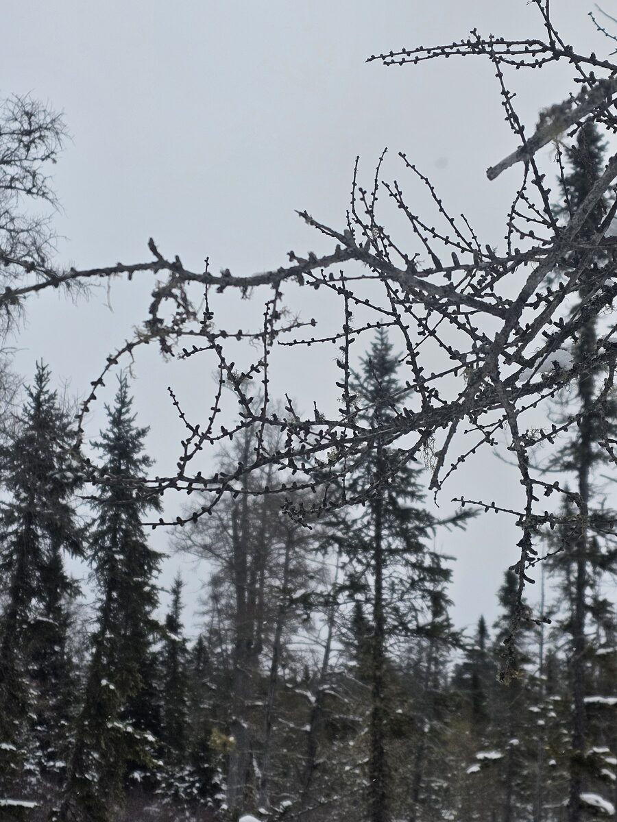 Larix laricina - (Du Roi.)K.Koch.