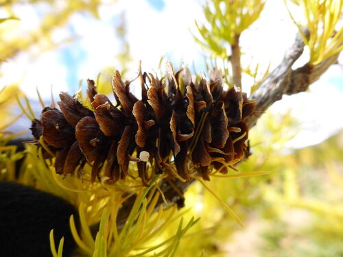 Larix lyallii (Sub-Alpine Larch) — photo