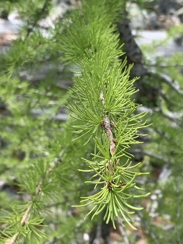 Larix lyallii (Sub-Alpine Larch) — photo
