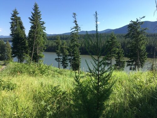 Larix occidentalis (Western Larch) — photo