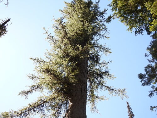Larix occidentalis (Western Larch) — photo