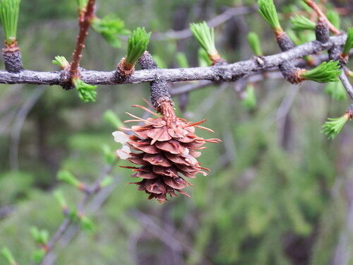 Larix occidentalis