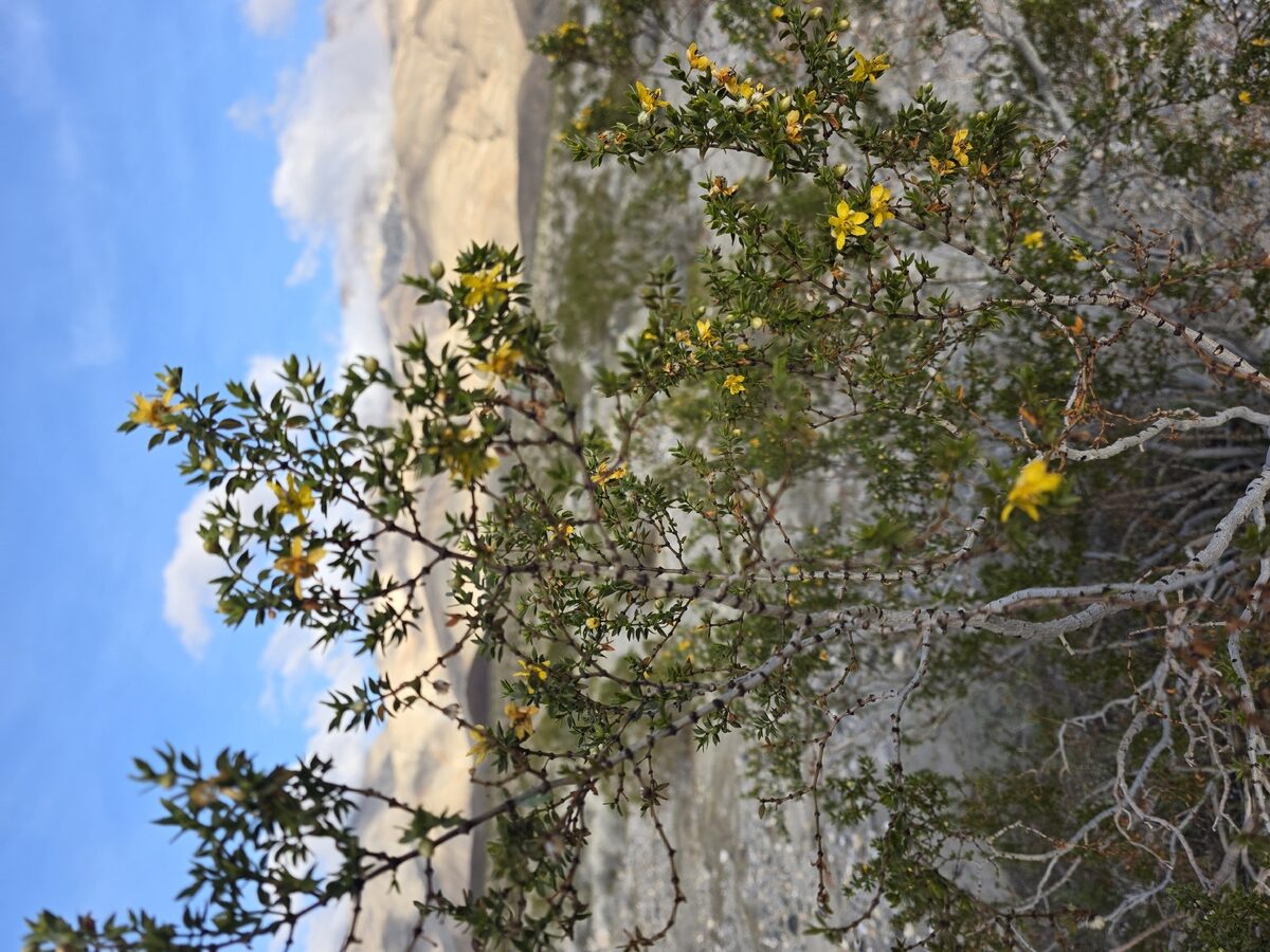 Larrea tridentata - (Sessé.&Moc. ex DC.)Coville. (Creosote Bush - Chaparral) — photo