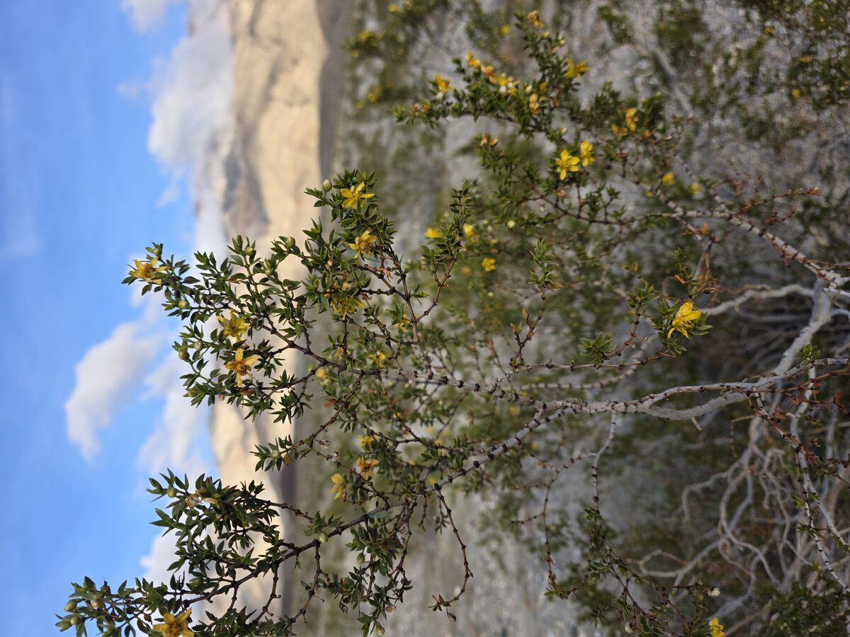 Larrea tridentata - (Sessé.&Moc. ex DC.)Coville. (Creosote Bush - Chaparral) — photo
