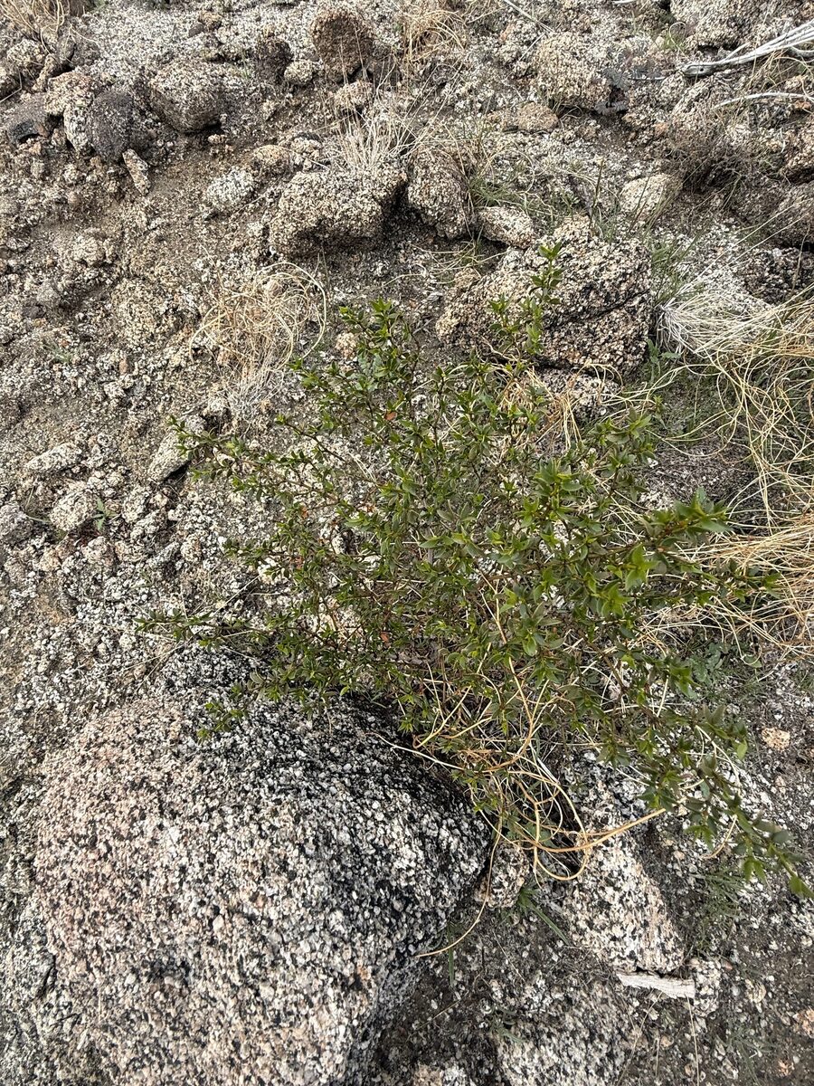 Larrea tridentata - (Sessé.&Moc. ex DC.)Coville.