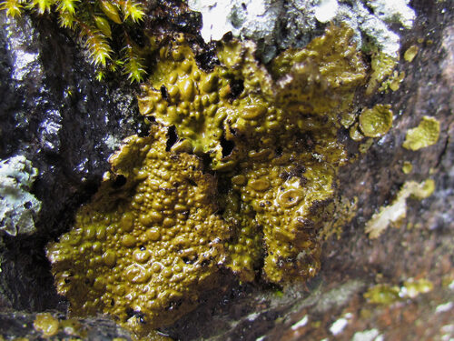 Lasallia pustulata (Rock tripe) — photo