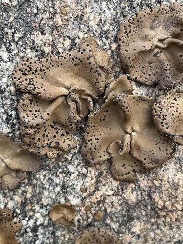Lasallia pustulata (Rock tripe) — photo
