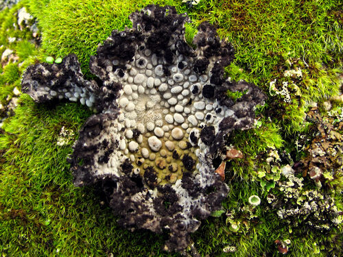 Umbilicariaceae