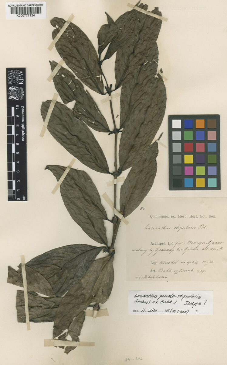 Lasianthus pseudostipularis — photo