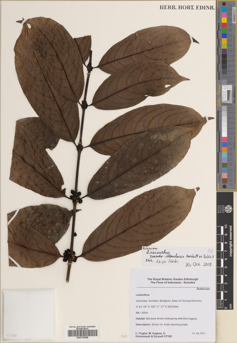 Lasianthus pseudostipularis