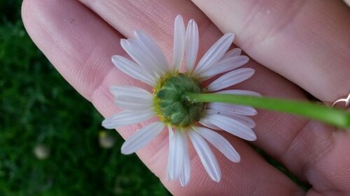 Lasiospermum bipinnatum — photo