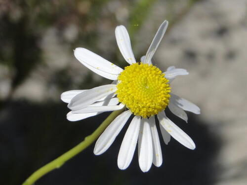 Lasiospermum bipinnatum — photo