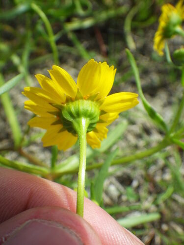 Lasthenia glabrata (Yellowray Goldfields) — photo