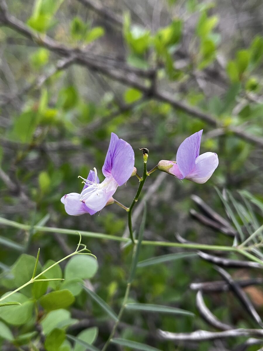 Lathyrus alatus - (A.Br.)Komar. — photo