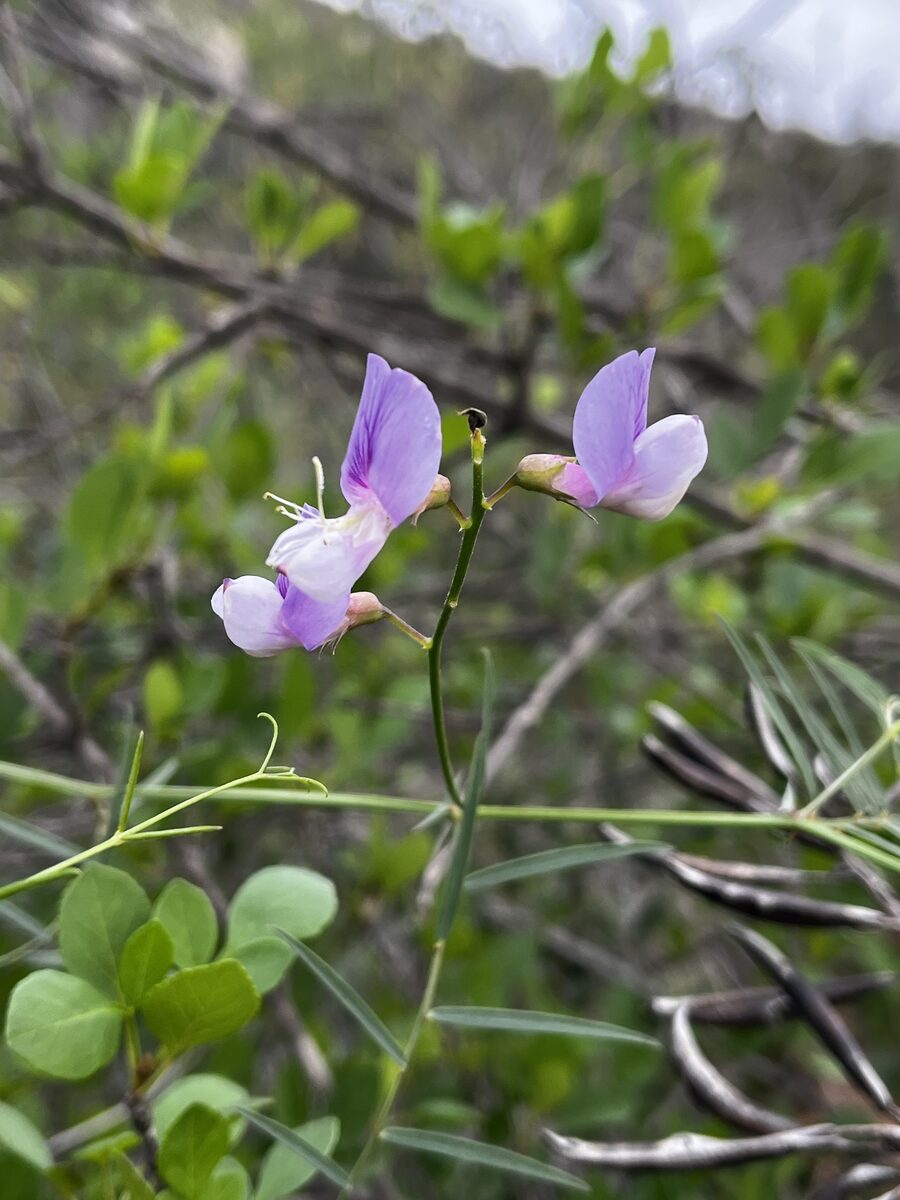 Lathyrus alatus - (A.Br.)Komar.