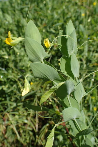Lathyrus aphaca (Yellow-Flowered Pea) — photo